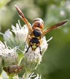 Mason/Potter Wasp