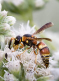 Mason/Potter Wasp