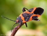 Small Milkweed Bug