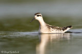 Red-necked Phalarope