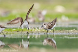 Semipalmated Sandpiper