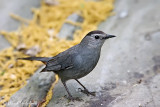Gray Catbird