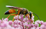 Great Golden Digger Wasp