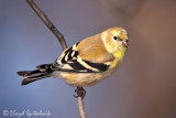 American Goldfinch