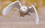 Snowy Owl