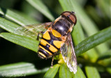 Transverse Flower Fly (male)