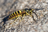 Eastern Yellowjacket  (male)