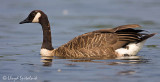 Canada Goose
