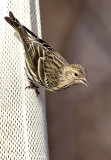 Pine Siskin