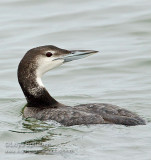 Common Loon