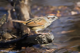 Swamp Sparrow