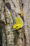 Black-throated Green Warbler