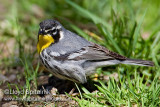 Yellow-throated Warbler