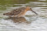 Short-billed Dowitcher