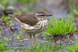 Louisiana Waterthrush