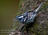 Black-and-white Warbler