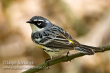 Yellow-rumped Warbler