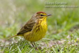 Palm Warbler