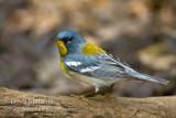 Northern Parula