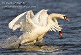 Mute Swan