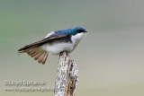 Tree Swallow