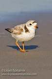Piping Plover