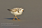 Piping Plover