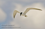 Gull-billed Tern