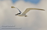 Gull-billed Tern