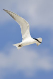 Gull-billed Tern