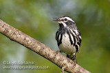 Black-and-white Warbler