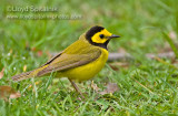 Hooded Warbler