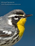 Yellow-throated Warbler