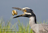 Yellow-crowned Night-Heron