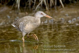 Clapper Rail