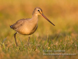 Hudsonian Godwit