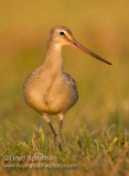 Hudsonian Godwit