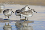 Red Knot