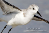 Sanderling