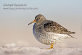 Purple Sandpiper