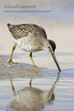 Short-billed Dowitcher