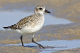 Black-bellied Plover