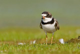 Semipalmated Plover