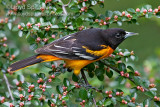Baltimore Oriole