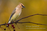 Cedar Waxwing