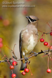 Cedar Waxwing