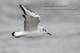 Bonapartes Gull