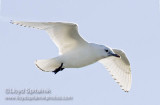 Ivory Gull