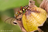 Locust Borer