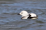 Black Guillemot (juvenile)